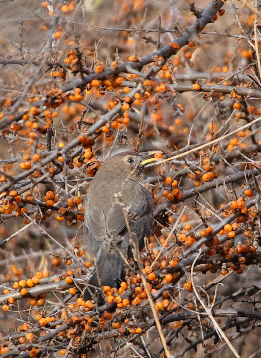 Pere David's Laughingthrush - ML646182482