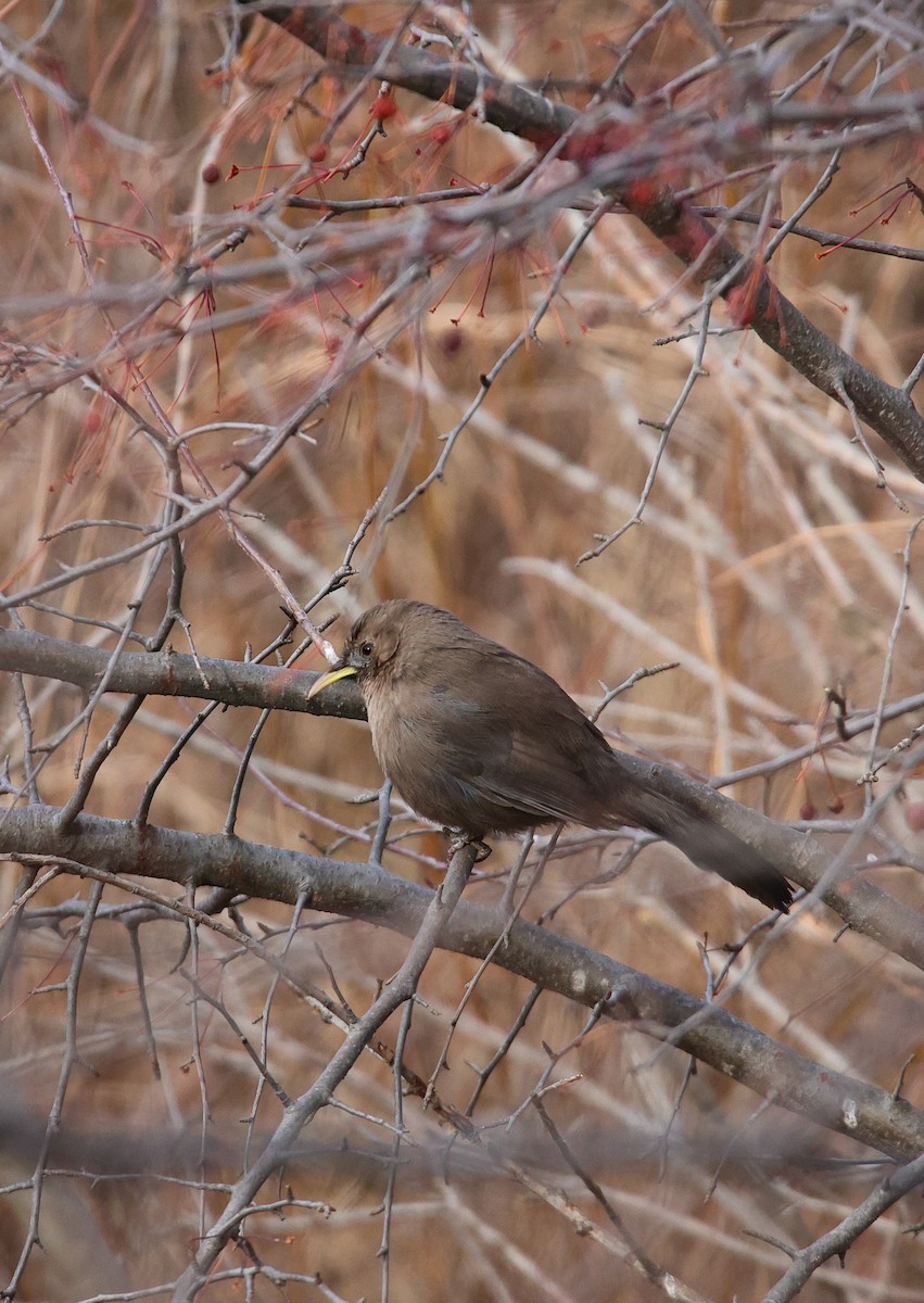 Pere David's Laughingthrush - ML646182483