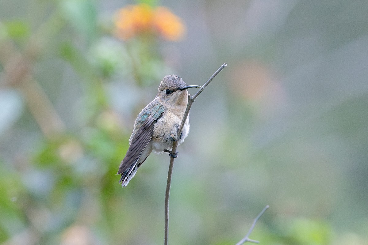 Peruvian Sheartail - ML646182485