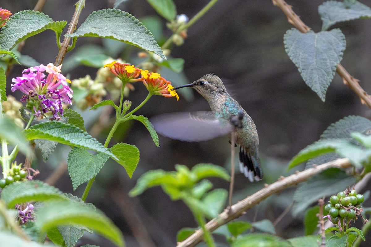 Peruvian Sheartail - ML646182486