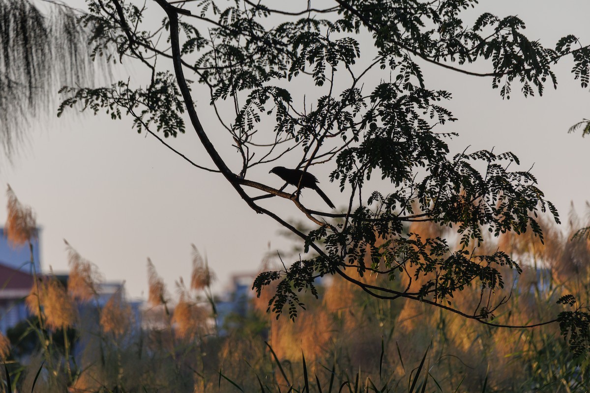 Greater Coucal (Greater) - ML646182487