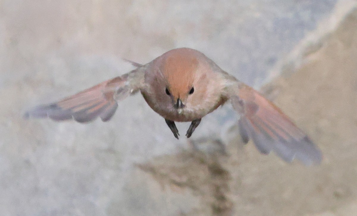 Vinous-throated Parrotbill - ML646182493