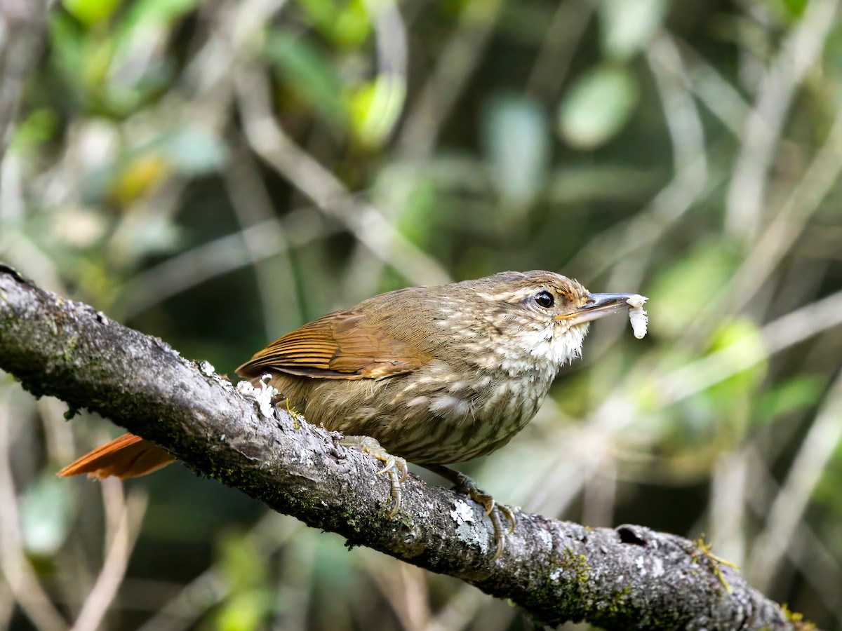 Buff-browed Foliage-gleaner - ML646182494