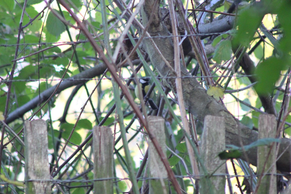 Great Tit - ML646182495