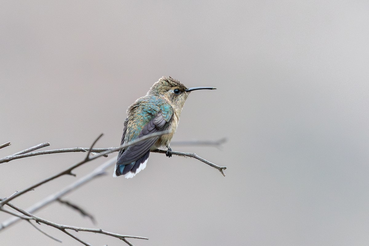 Purple-collared Woodstar - ML646182498