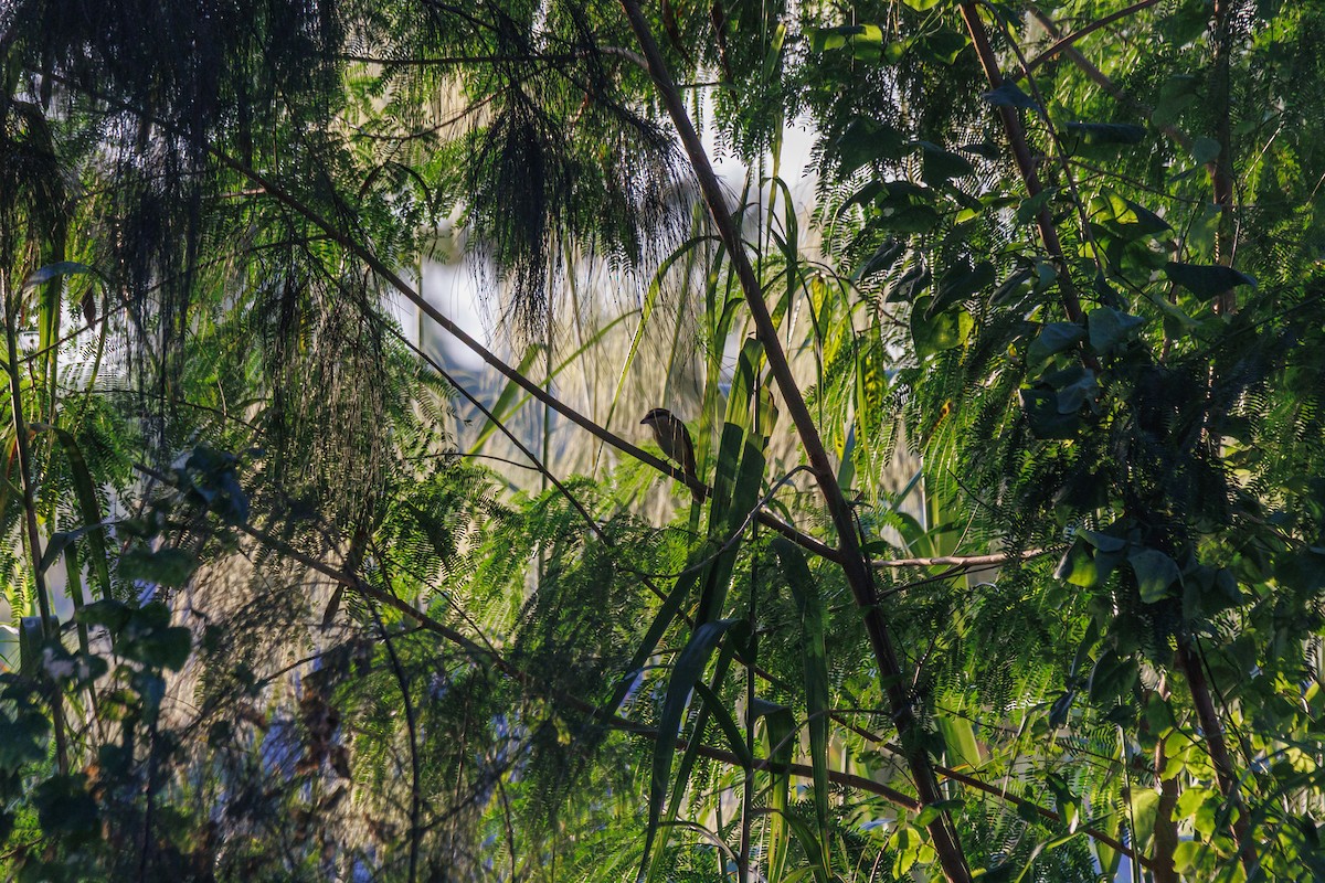 Brown Shrike (Brown) - ML646182501