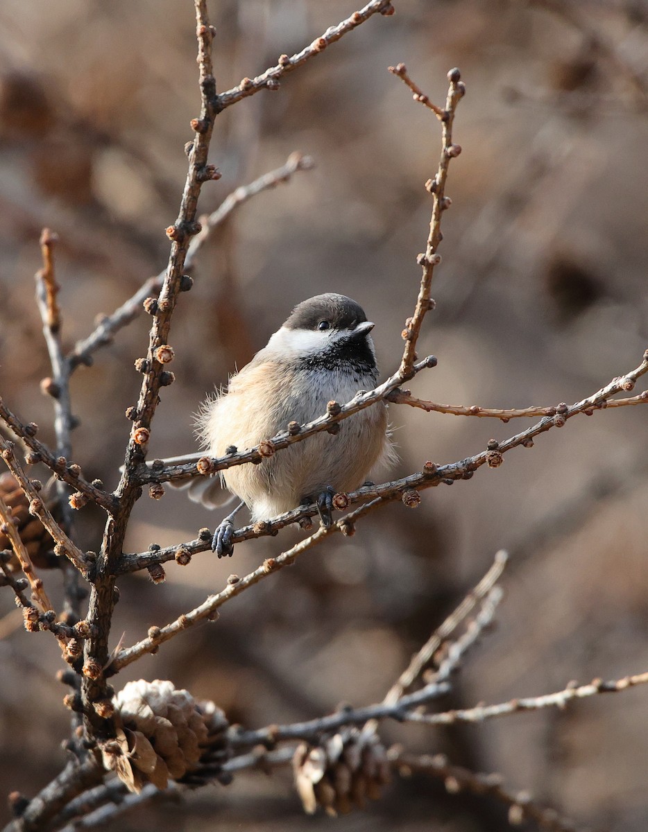 Mésange boréale - ML646182504