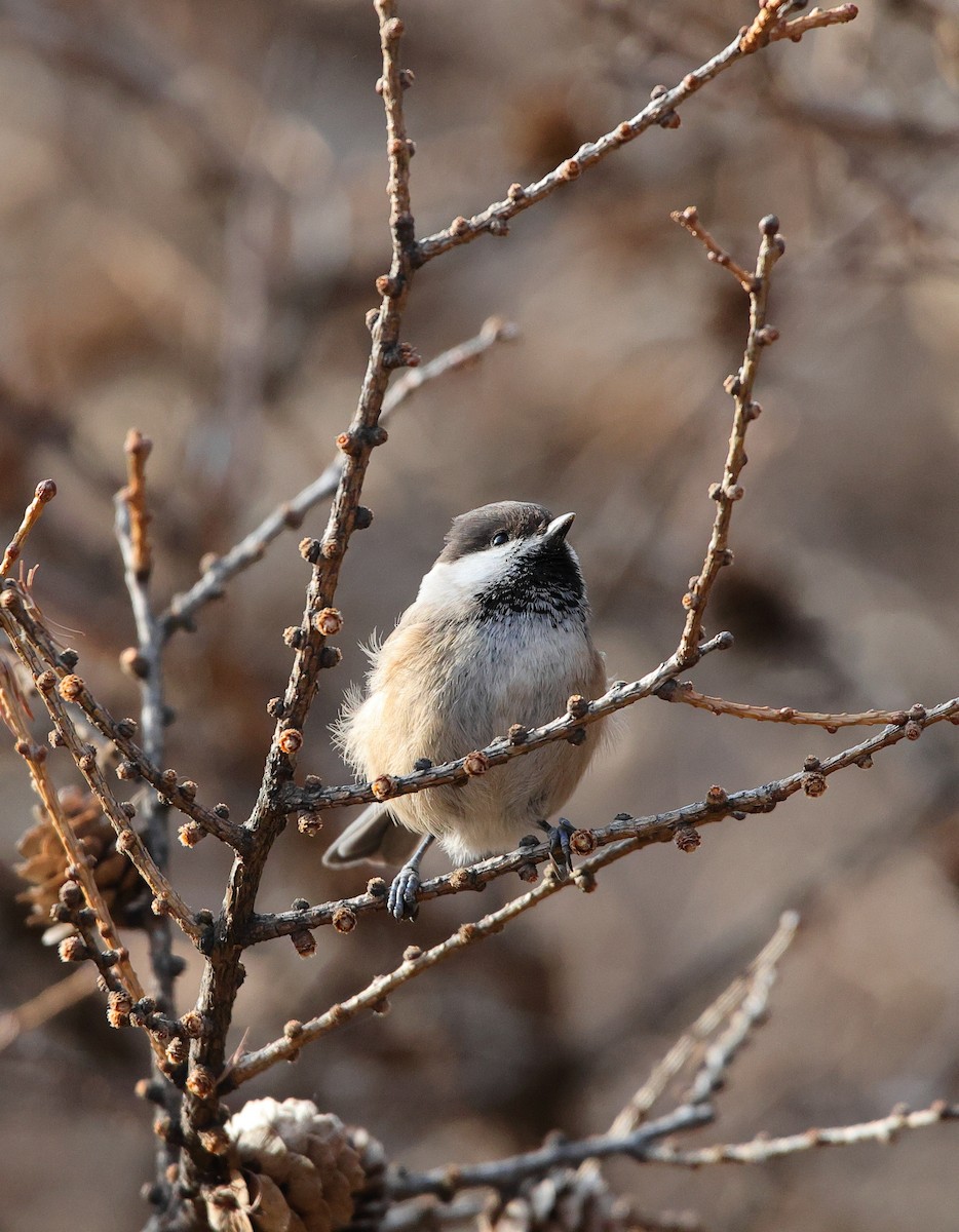 Mésange boréale - ML646182505