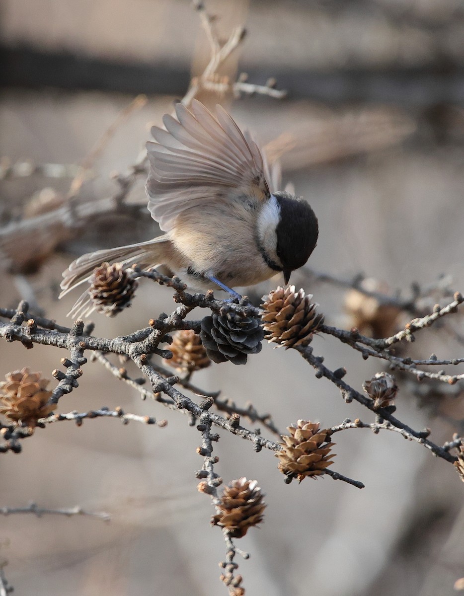 Mésange boréale - ML646182506