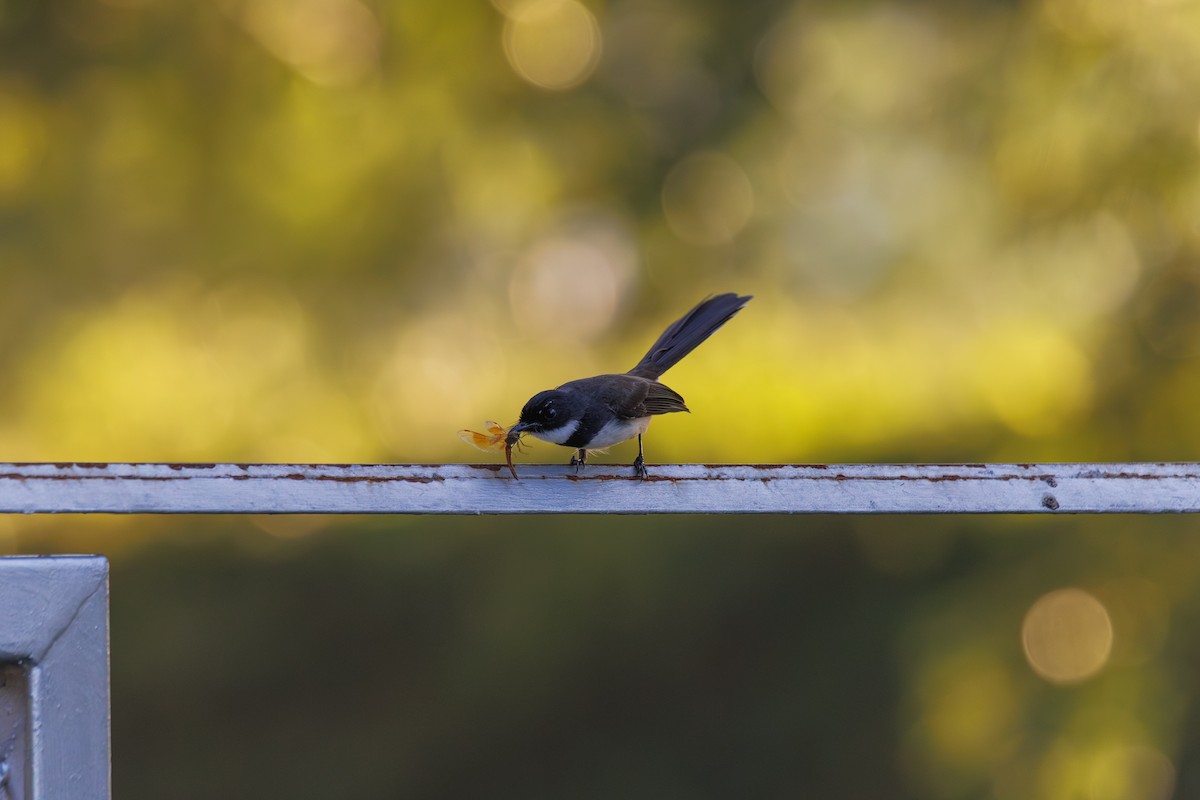 Malaysian Pied-Fantail - ML646182509