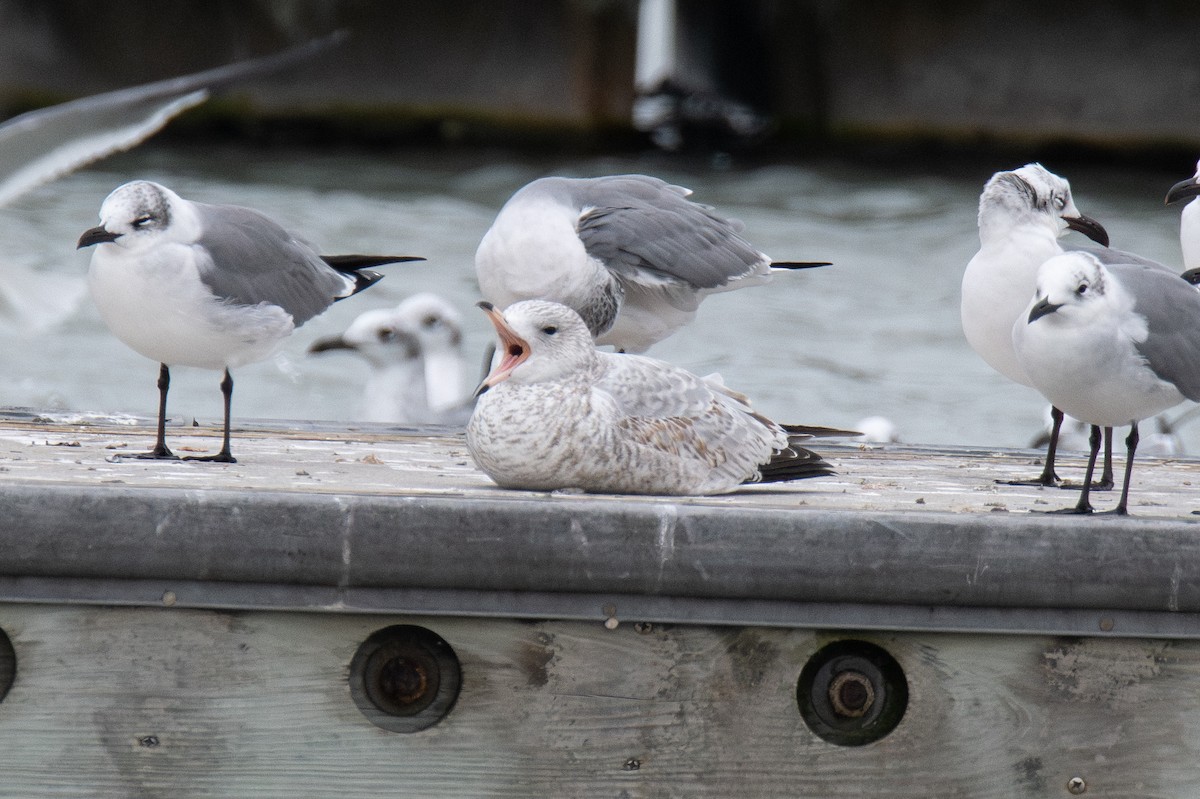 Ring-billed Gull - ML646182510
