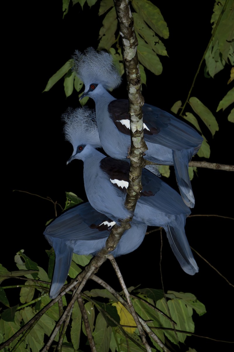 Western Crowned-Pigeon - ML646182511