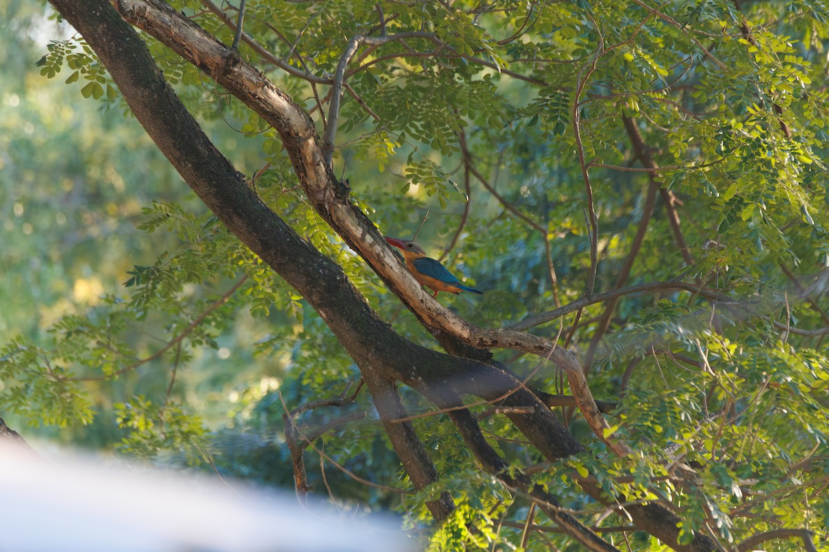 Stork-billed Kingfisher - ML646182518