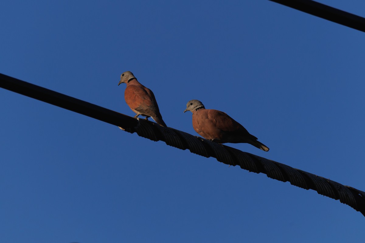 Red Collared-Dove - ML646182520