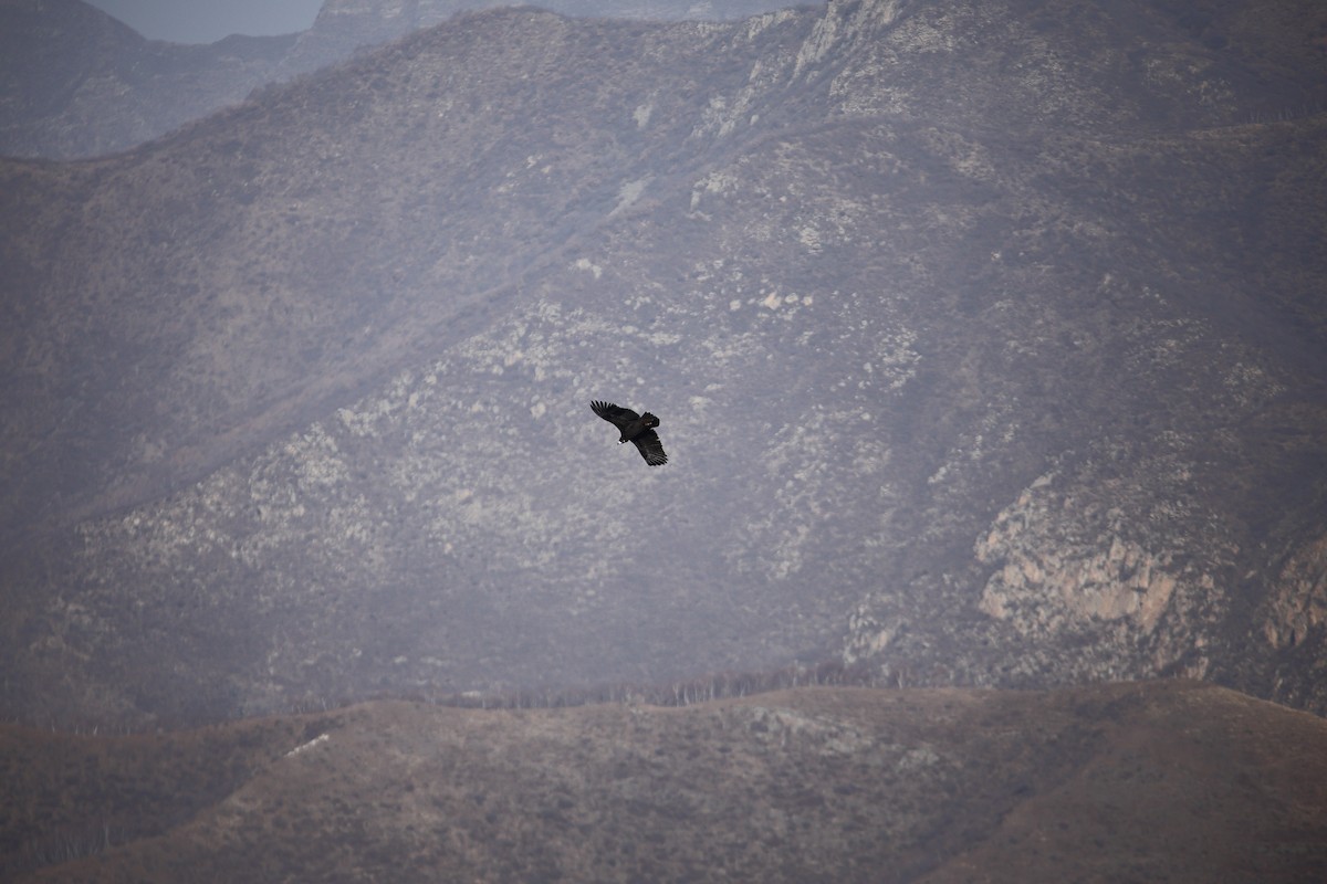 Buitre Negro - ML646182523