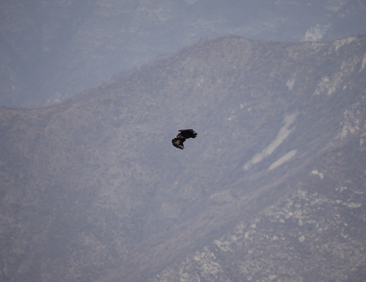 Buitre Negro - ML646182524