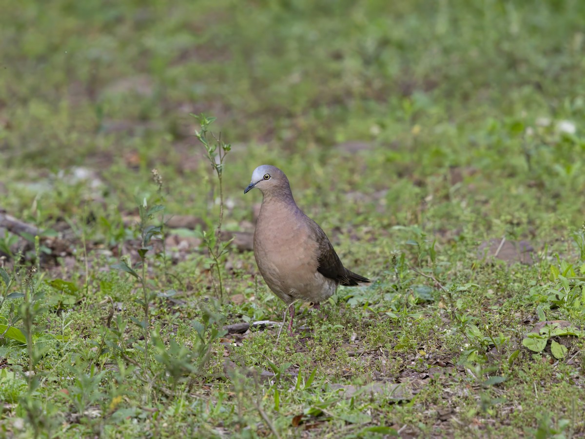 Gray-fronted Dove - ML646182532