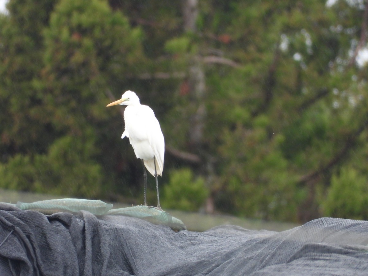 Great Egret - ML646182533