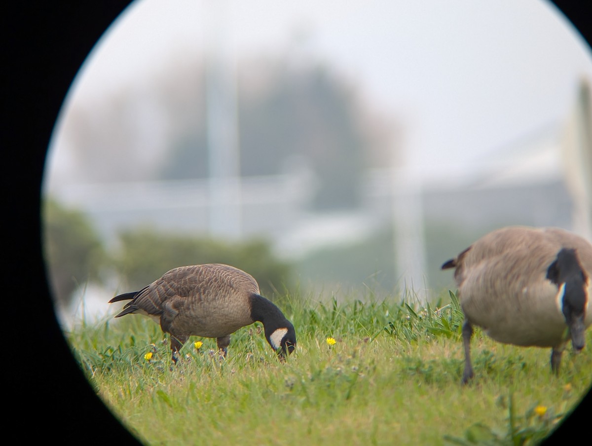 小加拿大雁 - ML646182538