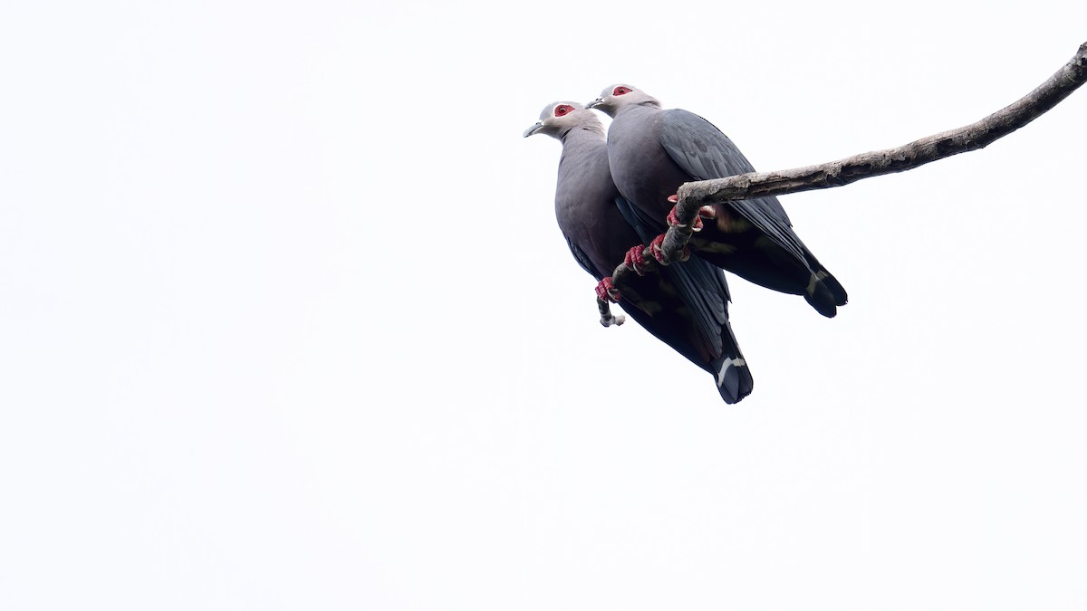 Pinon's Imperial-Pigeon - ML646182542
