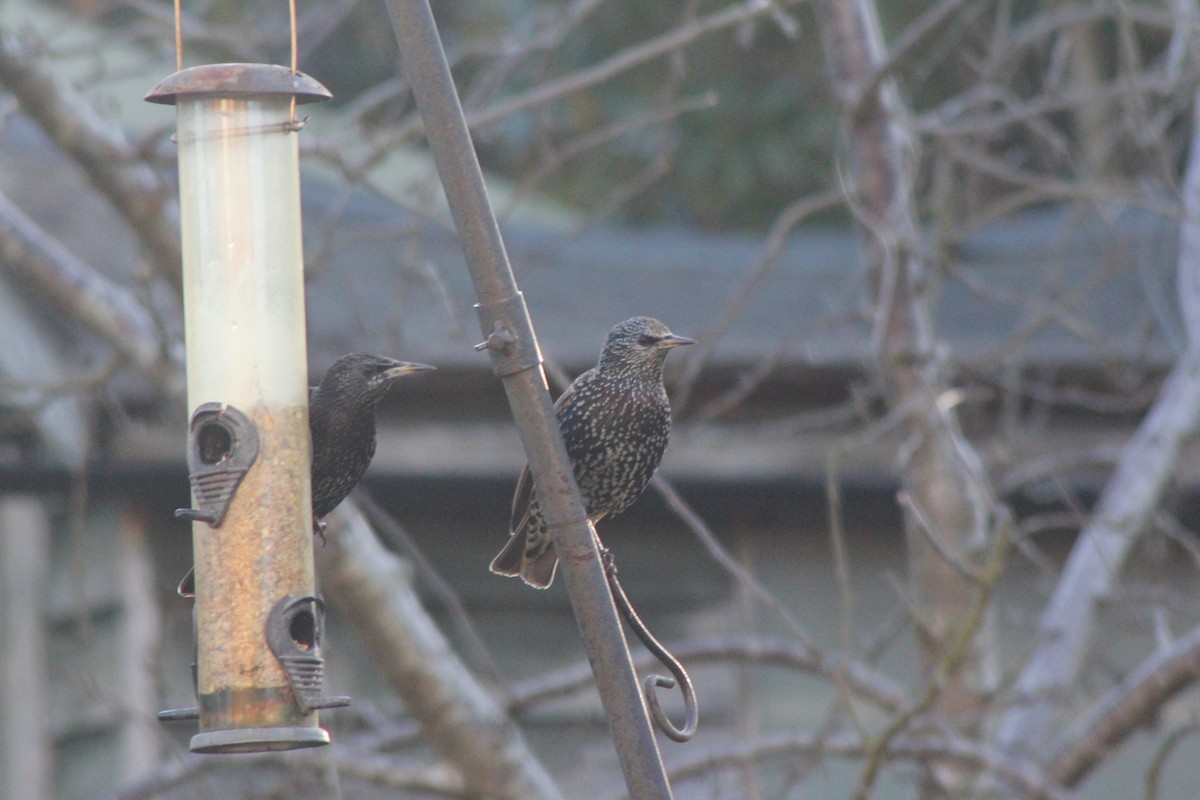 European Starling - ML646182543