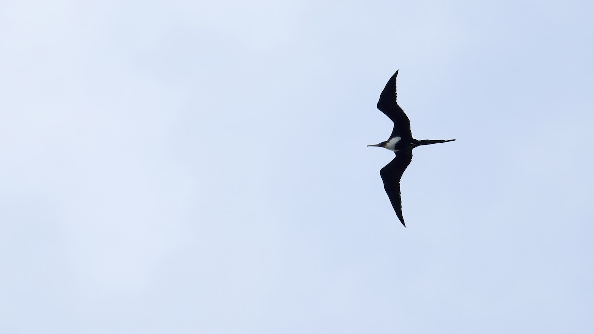 Great Frigatebird - ML646182550