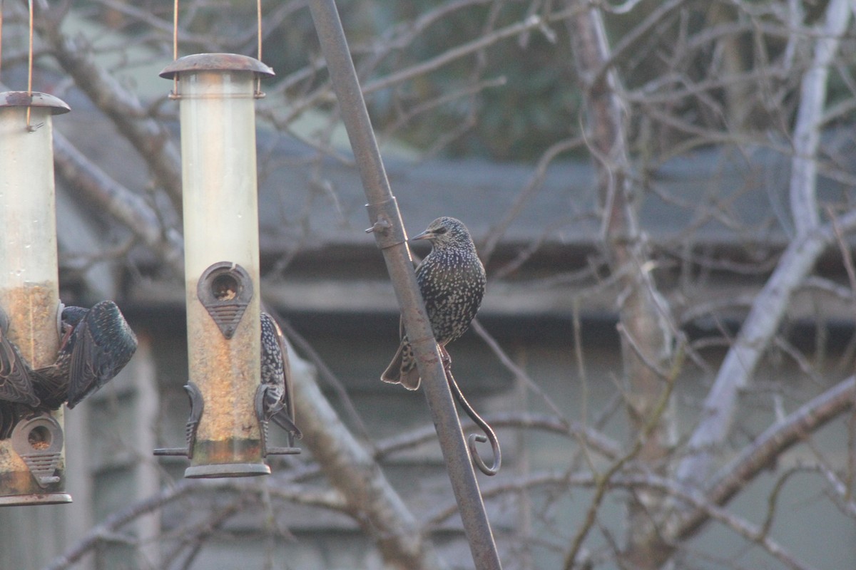 European Starling - ML646182552