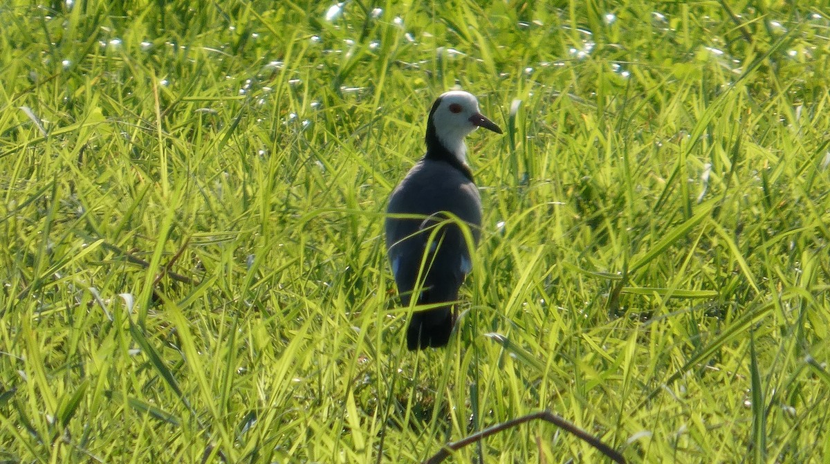 Long-toed Lapwing - ML646182553
