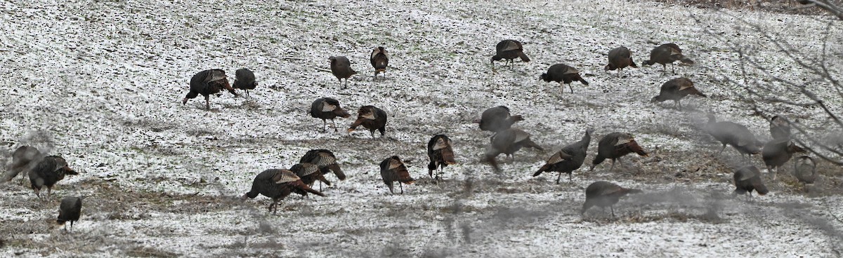 Wild Turkey - ML646182563