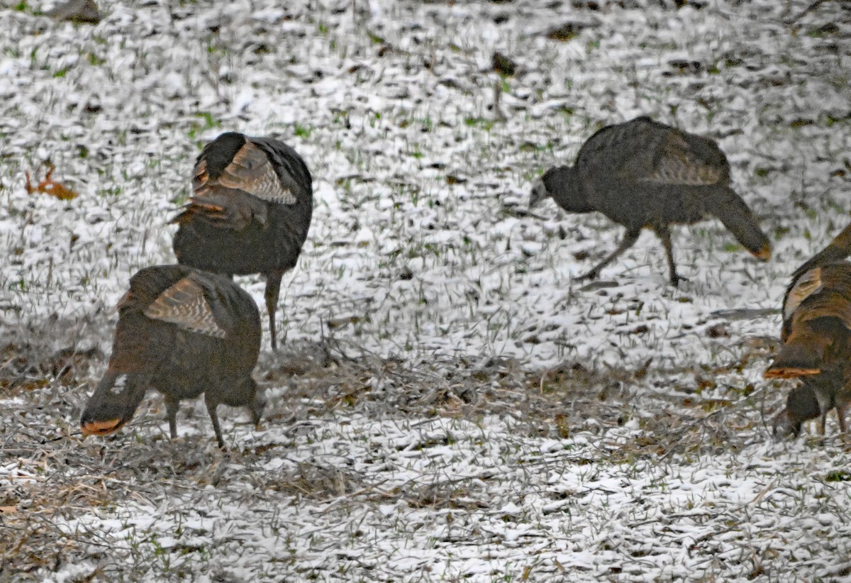 Wild Turkey - ML646182564