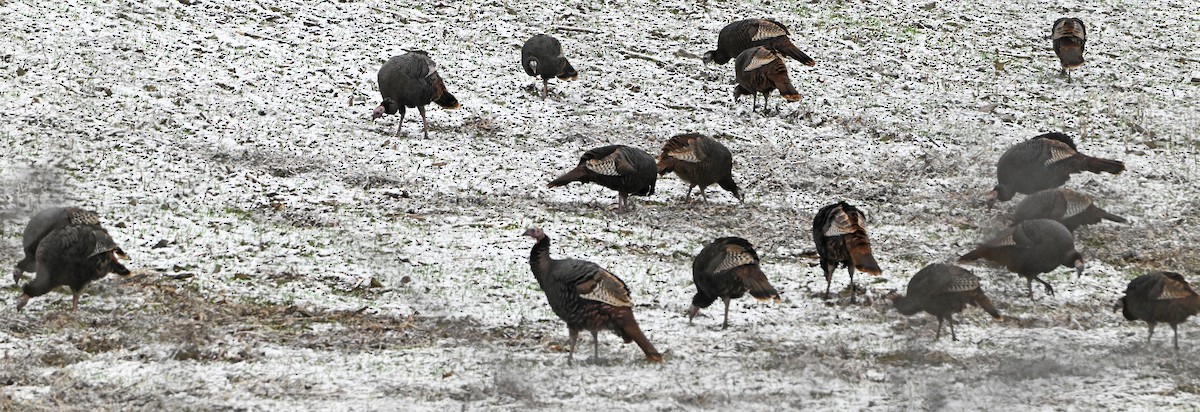 Wild Turkey - ML646182565