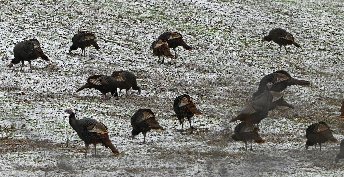 Wild Turkey - ML646182566