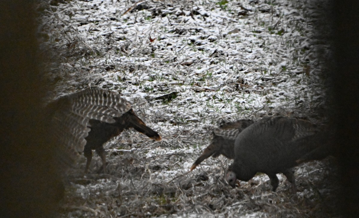 Wild Turkey - ML646182567