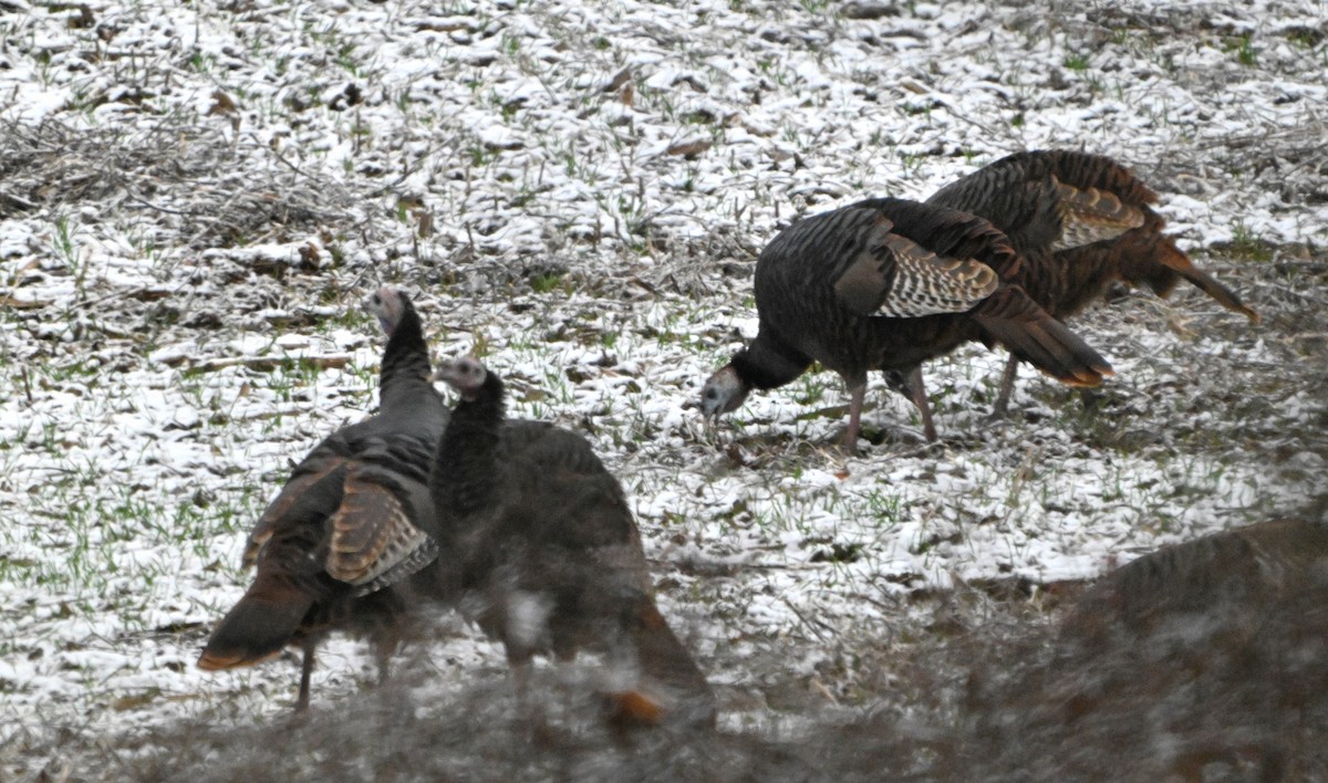 Wild Turkey - ML646182568