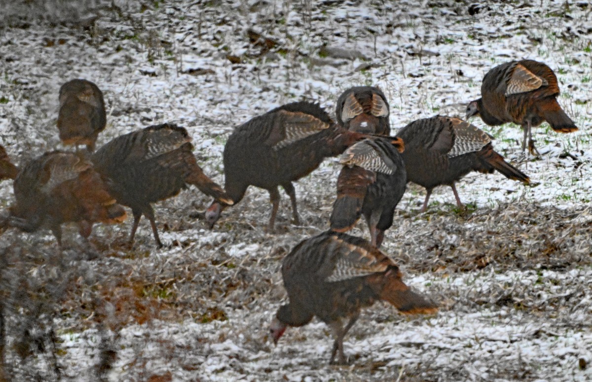 Wild Turkey - ML646182569