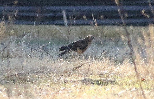 Northern Harrier - ML646182571