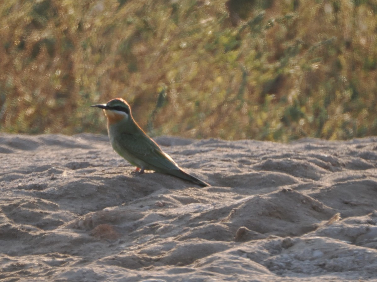 Blue-cheeked Bee-eater - ML646182572