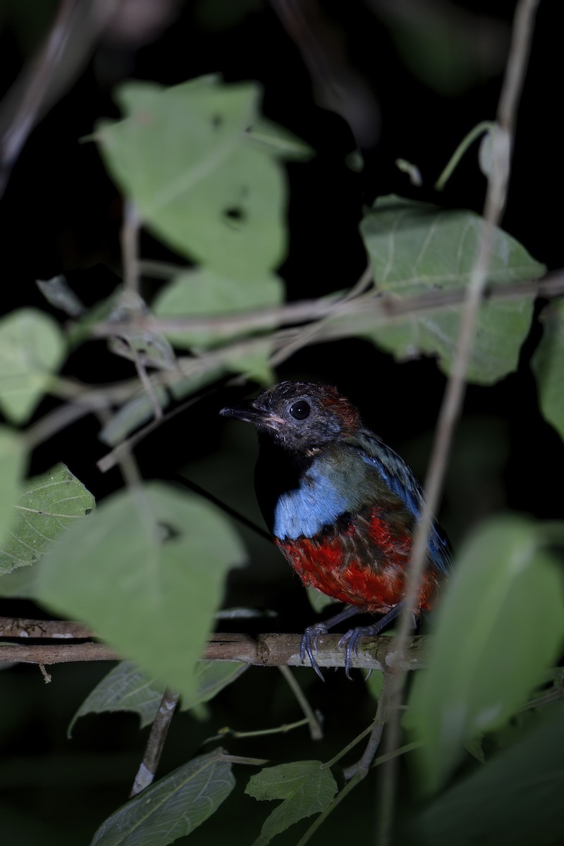 Papuan Pitta - ML646182573