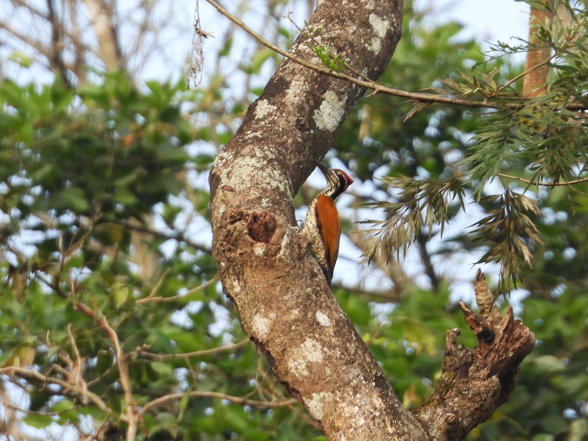Malabar Flameback - ML646182574