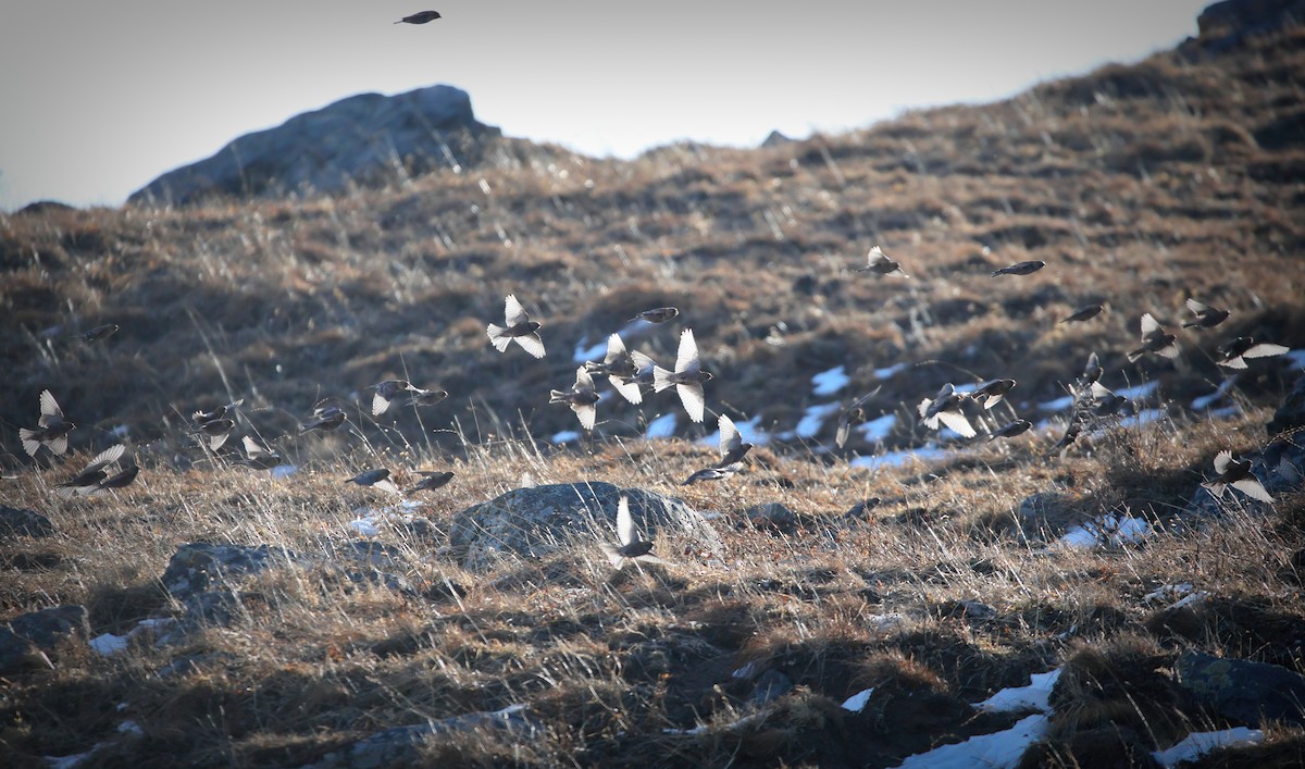 Asian Rosy-Finch - ML646182575