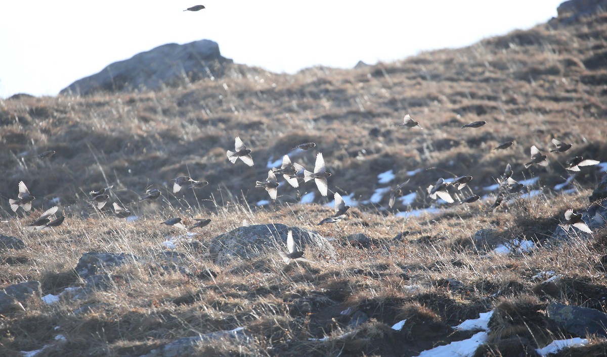 Asian Rosy-Finch - ML646182576