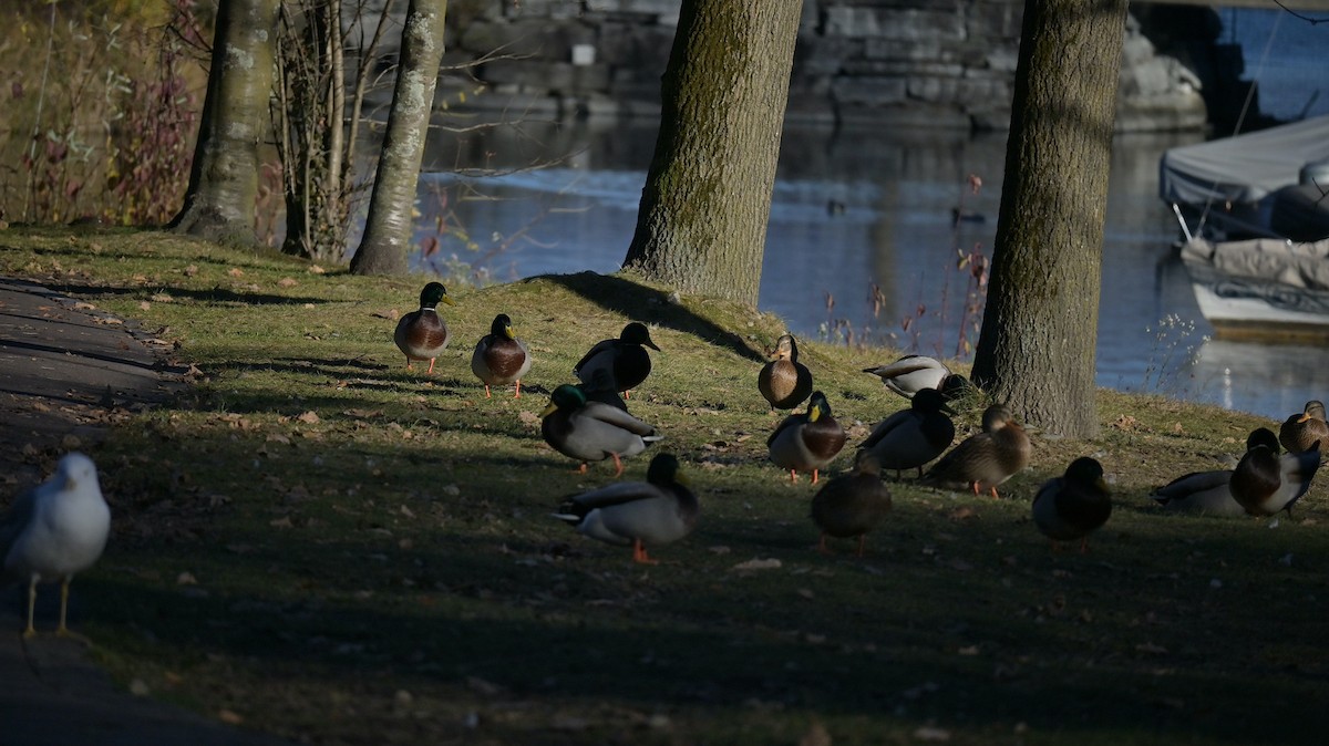 Зэрлэг нугас - ML646182578