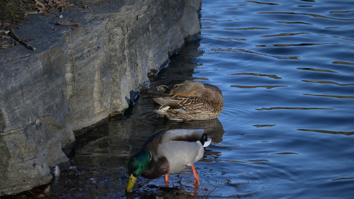 Зэрлэг нугас - ML646182579