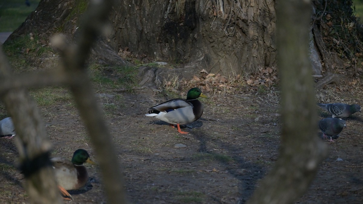 Зэрлэг нугас - ML646182580