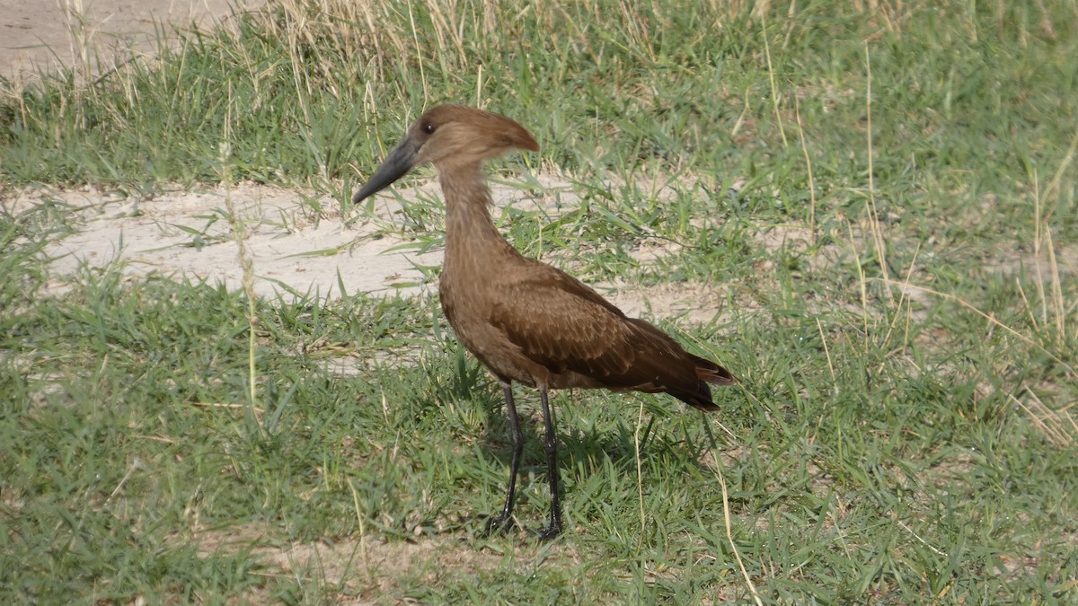 Hamerkop - ML646182581