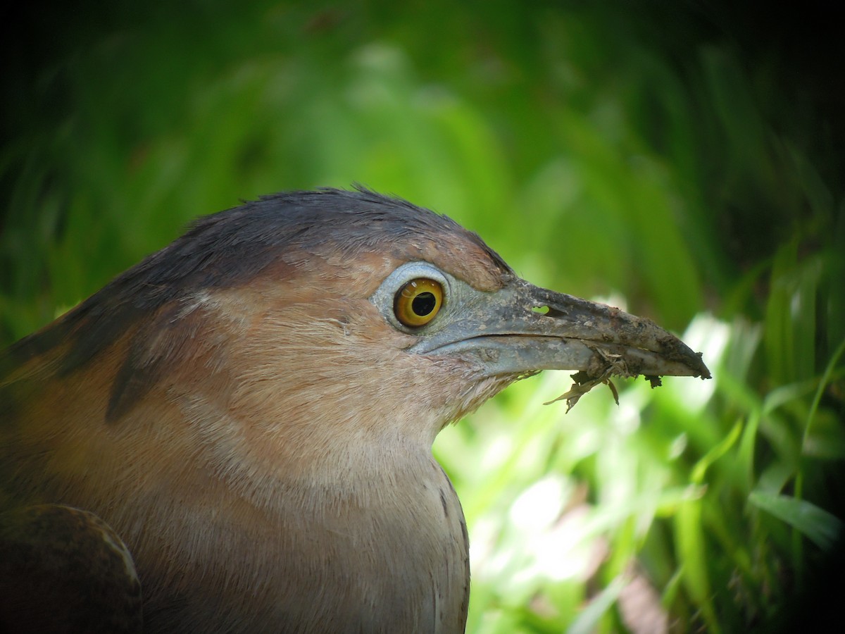Malayan Night Heron - ML646182590