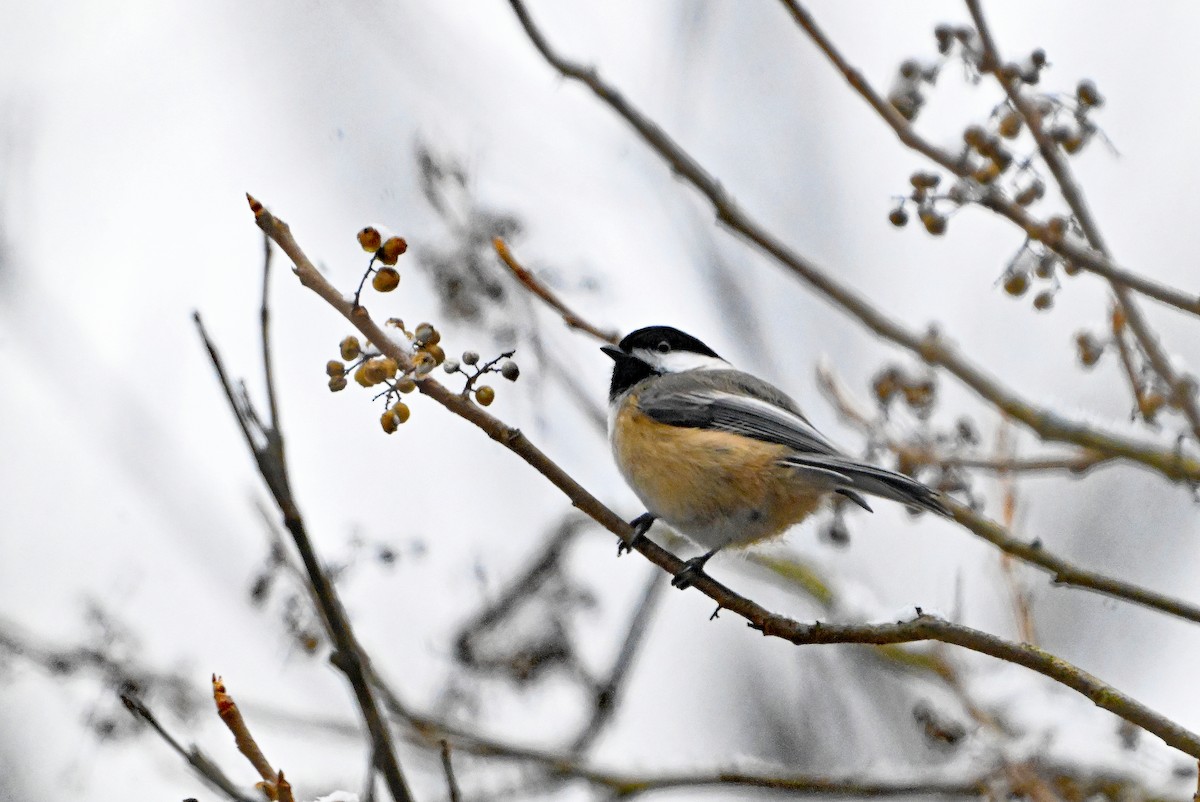 Гаїчка світлокрила - ML646182592