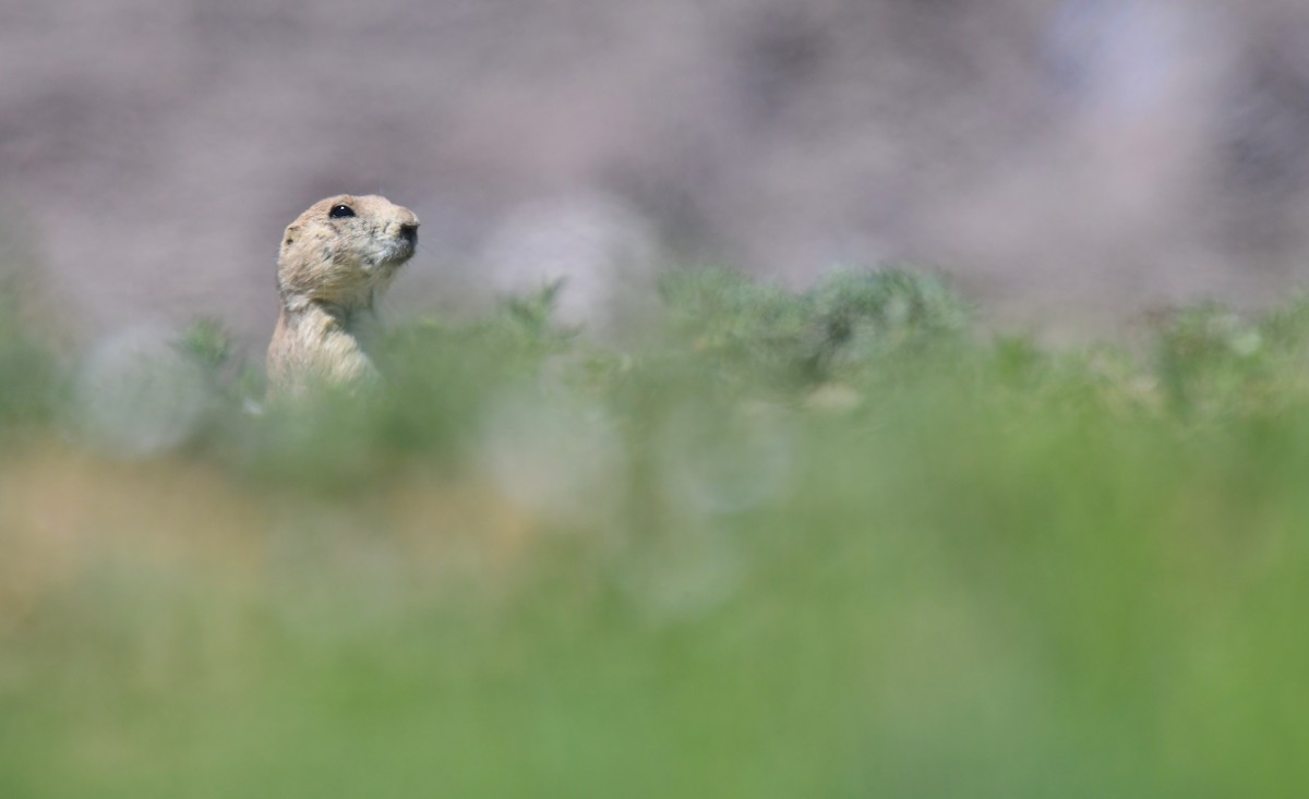 Black-tailed Prairie Dog - ML646182597