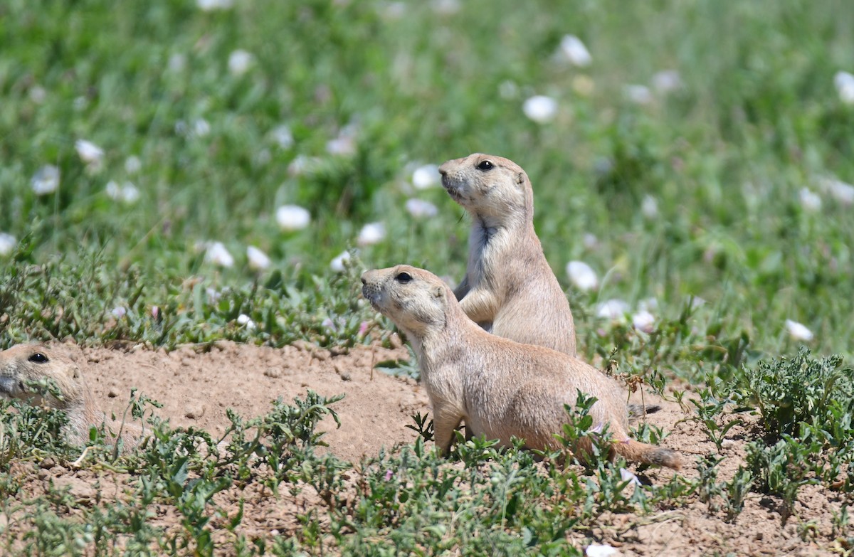 Black-tailed Prairie Dog - ML646182598