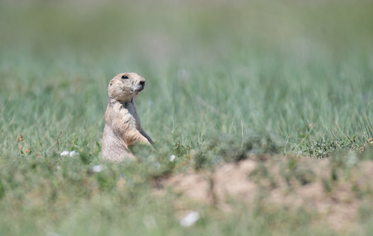 Black-tailed Prairie Dog - ML646182599